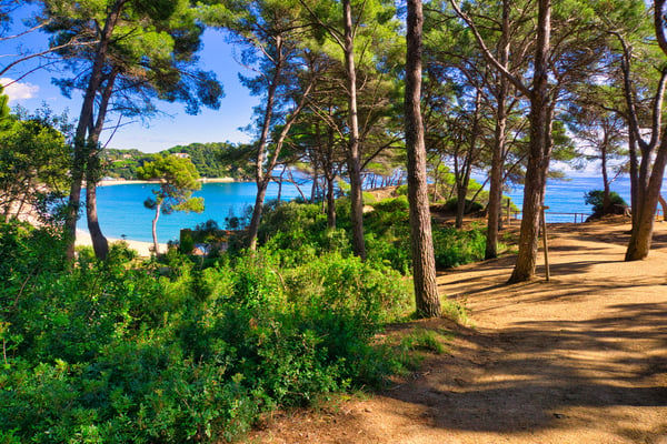 Bosc de Fenals - vistes platja